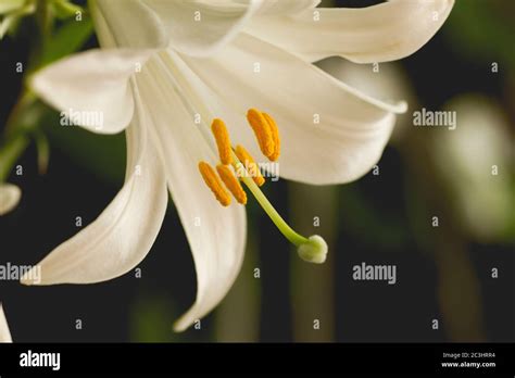 Madonna Lily White Flowers Stock Photo Alamy