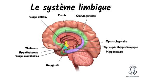 Le Cerveau Des Motions Oktopulse