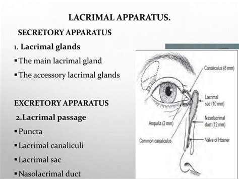 Anatomy And Physiology Of Lacrimal System