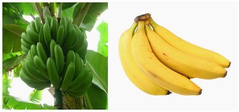 El Platano Para La Salud Frutas Verduras Beneficios Propiedades Y Usos