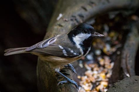 Coal Tit Pennington Flash Bunting Hide Colin Ball Flickr