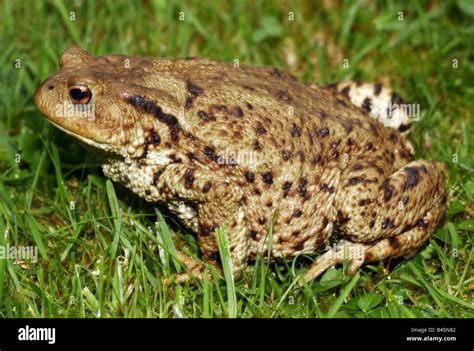 zoology / animals, amphibian, Bufonidae, Common Toad (Bufo bufo), sitting in meadow, Buchhofen ...