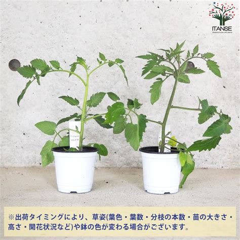 Itanse ミニトマト アップルベリー 自根苗 野菜の苗 105cmポット お買い得2個セット 人気 家庭菜園 簡単栽培 送料無料 イタン