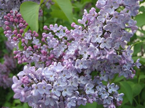 lilac colour simple english wikipedia   encyclopedia