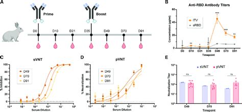 Adjuvant Free Itv Immunization In Rabbits Induces Robust And