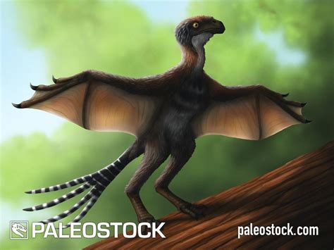 Ambopteryx Stock Image Studio 252mya