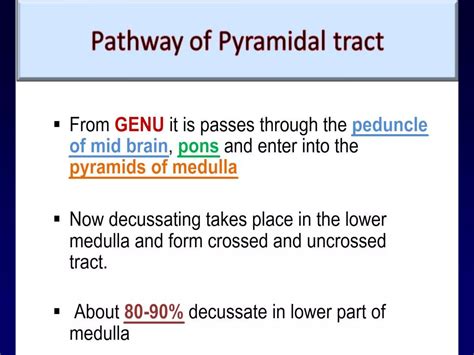 Pyramida And Extrapyramidal Tracts Ppt