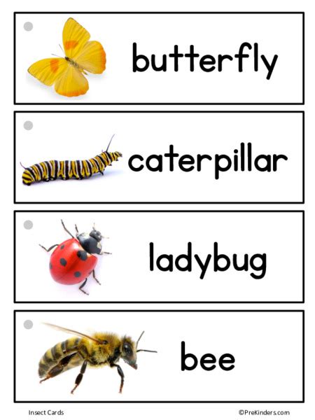 Insect Picture Word Cards Printables For Pre K 1st Grade Lesson Planet