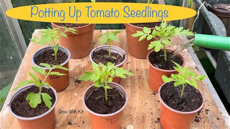 Pricking Out Potting Up Tomato Seedlings Gardening How To Youtube