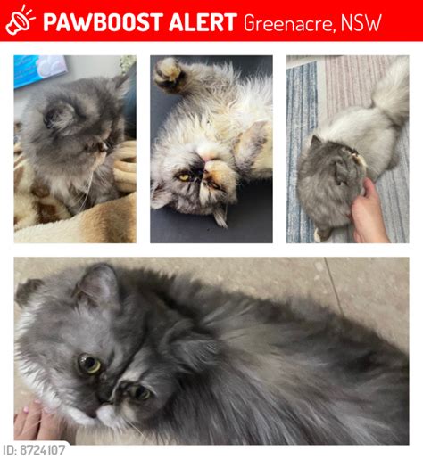 Greenacre Nsw Lost Female Cat Lulu Is Missing Pawboost