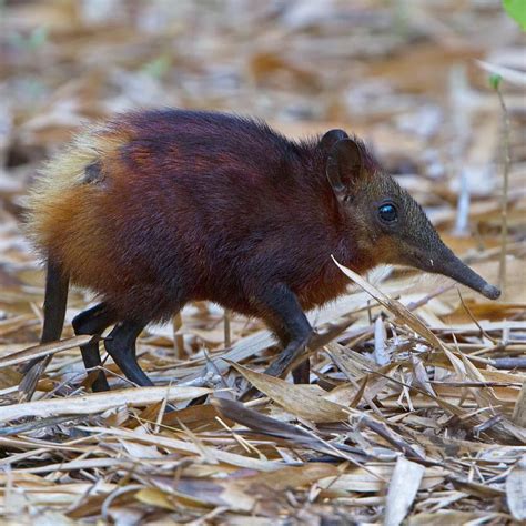 Non Native Animals In North America