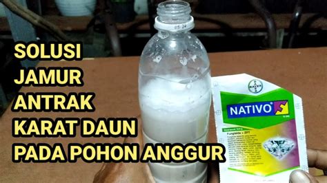 Cara Mencegah Jamur Dan Karat Daun Pada Tanaman Anggur YouTube