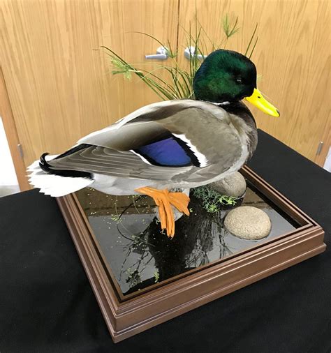 Mallard Taxidermy Mounts Duck Mounts Stehlings Taxidermy