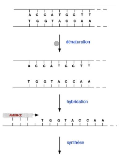 Technique De Biologie Mol Culaire Cartes Quizlet