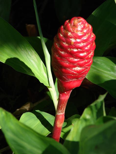 Zingiber Zerumbet Bitter Ginger Pinecone Ginger Pinecone Lily