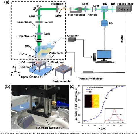 Figure 1 From Three Dimensional Label Free Imaging Of Mammalian Yolk