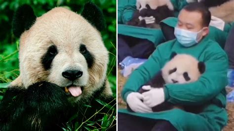 Cuidador De Osos Pandas En China Se Volvió Viral Por Tratarlos Como