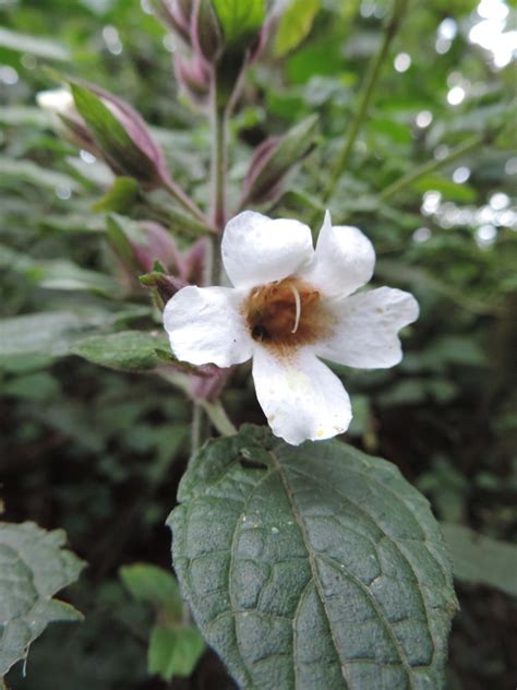 Central African Plants A Photo Guide Mimulopsis Solmsii Schweinf