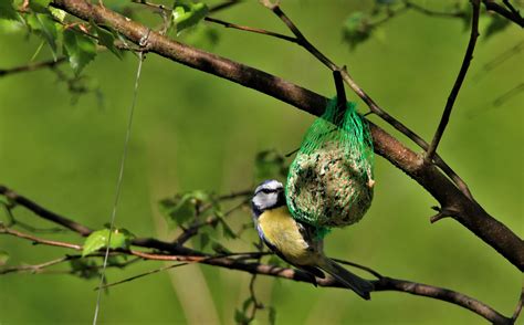 Tit Biru Dada Burung Penyanyi Feed Foto Gratis Di Pixabay Pixabay