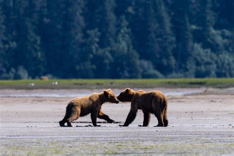 See Pictures Of Previous Wild Bear Tours | Alaska Bear View