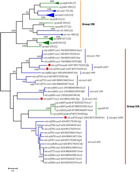 Frontiers Understanding The Evolution Of Mitochondrial Genomes In The