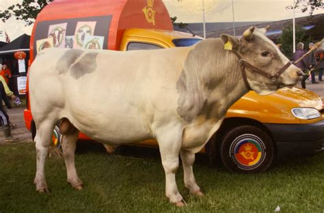 Cow Steroids