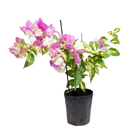 Primavera Manac Pt Spagnhol Plantas Ornamentais Loja Virtual