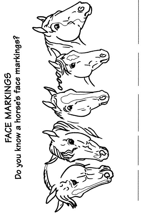 Illustrations And Handouts Horses Horse Markings Pony Club