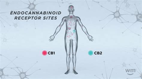 Cannabinoid-1 Receptor | CB1 Definition by Weedmaps