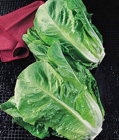 Lettuce Paris Island Romaine Lettuce Seeds Heirloom Non GMO