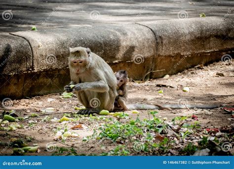 Baby Monkey Under Mother Protection. the Monkey Family with Shaggy ...