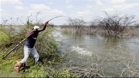 Amazing Fishing Catching Very Big Rohu Fishes In Indian River Wild