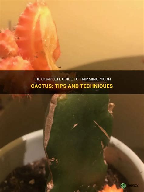 The Complete Guide To Trimming Moon Cactus Tips And Techniques Shuncy