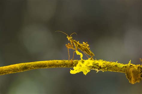 Banco De Imagens Rvore Natureza Ramo Flor Plantar Luz Solar