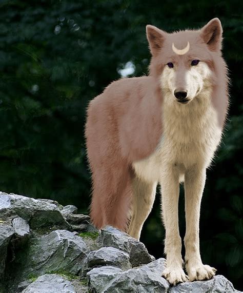 Brown Wolf by mythss on DeviantArt