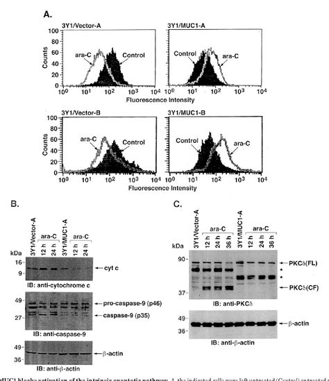 Figure From The Muc Oncoprotein Activates The Anti Apoptotic