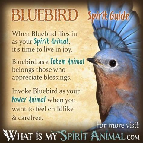 Bluebird Symbolism & Meaning | Bluebird Spirit, Totem, & Power Animal