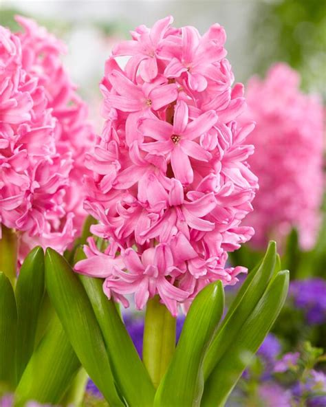 Hyacinthus Orientalis Pink Pearl Hyacinth From Adr Bulbs