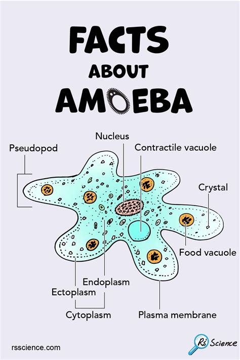 Facts About Amoeba Structure Behavior And Reproduction Rs Science Riset