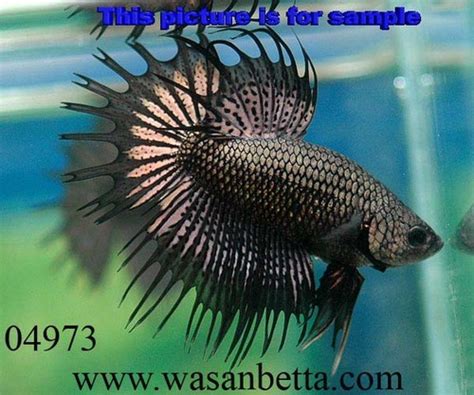 Betta Fish images Betta Fish wallpaper and background photos (34361969)