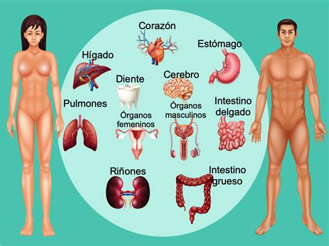 El Cuerpo Humano Por Dentro Y Sus Organos