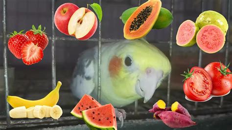 20 Suitable Fruit And Vegetables For Cockatiel Bird Safe Fruits List