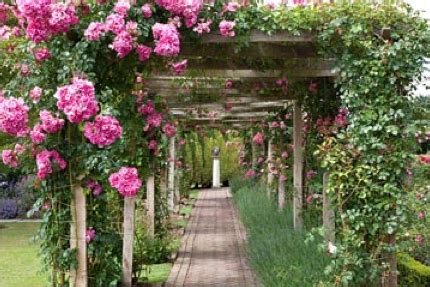 Pergola With Rosa American Pillar Amazing Gardens Beautiful