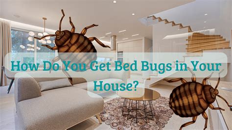 How Do You Get Bed Bugs In Your House Rbedbugsguide