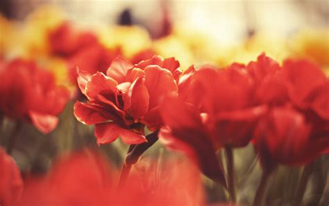 Wallpaper Flowers Nature Red Plants Blossom Flower Tulip Flora