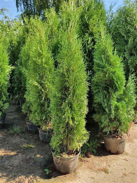 Туя западная Колумна (Thuja occidentalis Columna)
