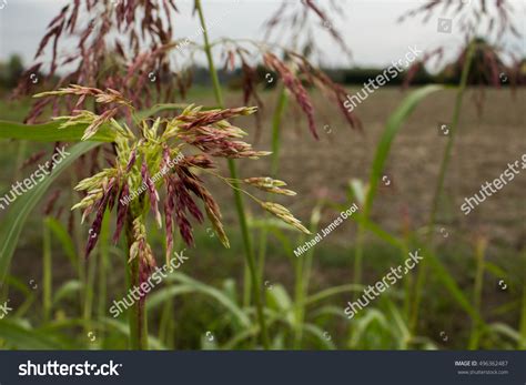 Sorghum Halepense Images Stock Photos Vectors Shutterstock