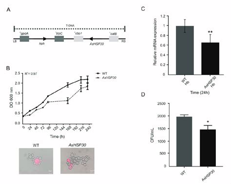 Hsp30 Silencing In P Brasiliensis Cells A Integration Dna Cassette