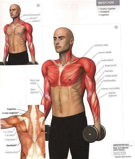 Pin By Elisabeth Temper On Workout Muscle Anatomy Pilates Reformer