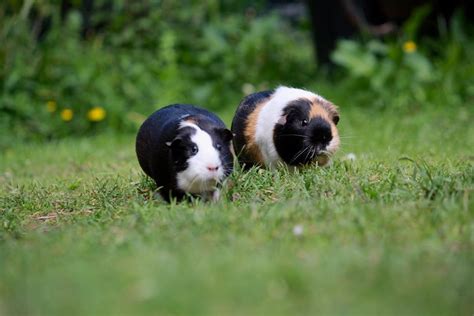 Pin On Guinea Pigs